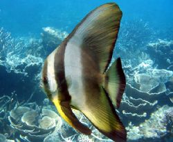 "Batfish", Ningaloo Reef by Penny Murphy 
